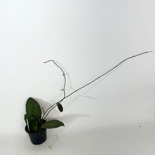 Hoya peninsularis [#2188]