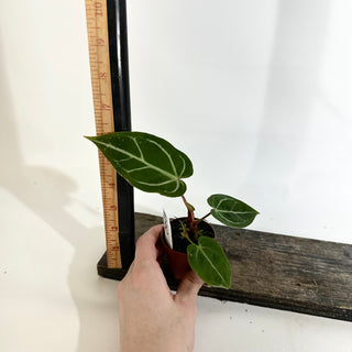 Anthurium 'Savannah' x self - 2 Seedlings [#1982]