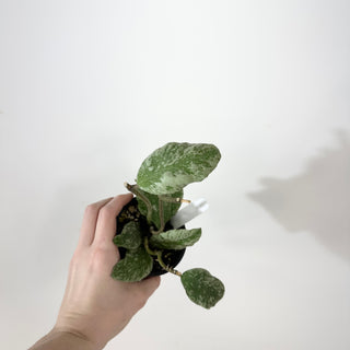 Hoya waymaniae 'Cloudy Sky' [#2367]