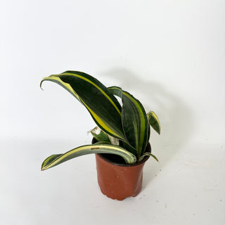 Z-5236 - Sansevieria masoniana "Golden"