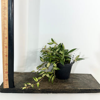 Hoya lacunosa variegata [#2179]