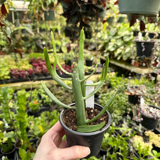 Euphorbia xylophylloides