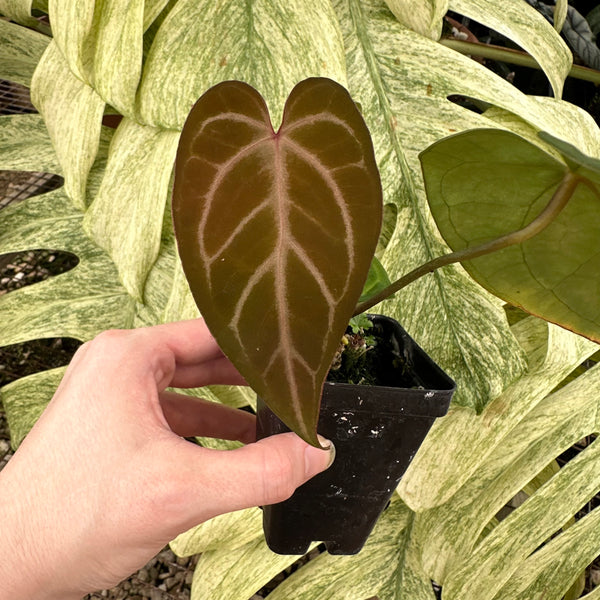 Anthurium 'Silver Blush' x 'Prince of Darkness'  Steve's Leaves