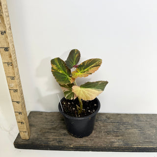 Begonia ‘Withlacoochee’ (Variegated) [#2119]