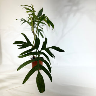 Philodendron pedatum var. Quercifolium (Non-TC) [#1846]