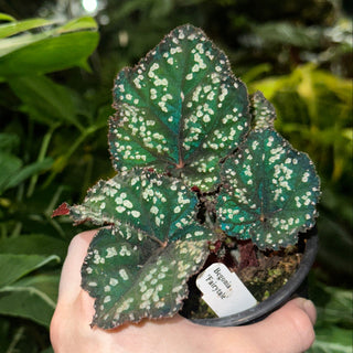 Begonia 'Fairytale' [#2117]