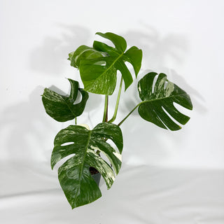 Monstera deliciosa var. borsigiana albo-variegata [#1256]