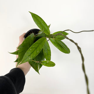 Hoya PMP 173-B [#2289]