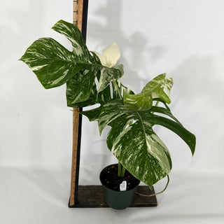 Monstera deliciosa var. borsigiana albo-variegata [#1311]