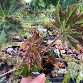 Begonia 'Phillip Iloo'