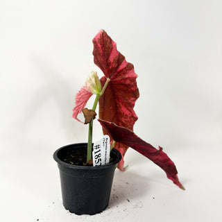 Begonia maculata (Variegated) [#1852]