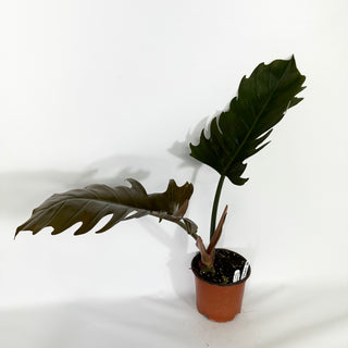 Philodendron 'Pluto' (Non-TC) [#1492]