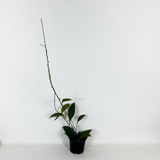 Hoya hellwigiana [#2290]