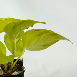 Z-4314 - Epipremnum aureum 'Champs-Élysées'