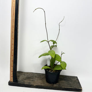 Hoya elmeri (splash) [#1599]