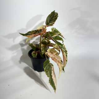 Begonia 'Ginny Galaxy' [#1885]