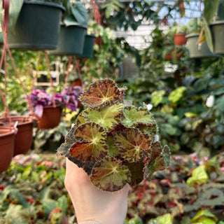 Begonia 'Brad Thompson'