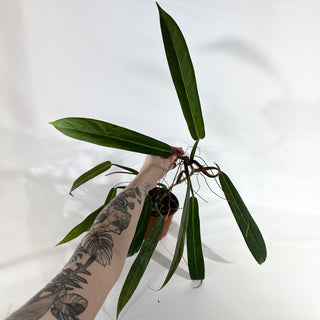 Philodendron bicolor (Non-TC) [#1960]