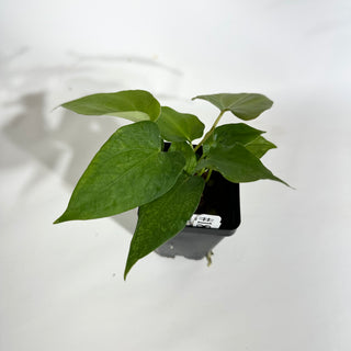 Anthurium Wu papillilaminum x indo portillae [#1893]