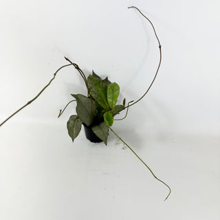 Hoya mitrata (silver) [#1729]