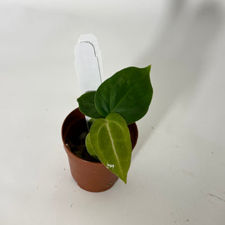 Anthurium 'Doc Block F3' - Seedling [#1720]