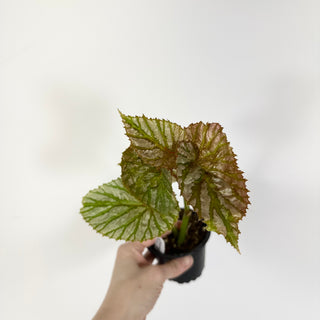 Begonia brevirimosa (Silver Form) [#2270a]