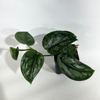 Z-5050 - Scindapsus pictus 'Black Mamba'