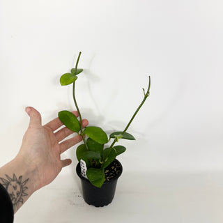 Hoya liangii [#2292]