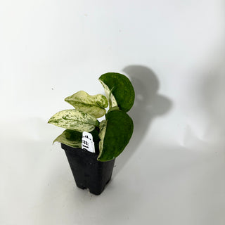 Scindapsus 'Jade Satin' albo-variegata [#1602]