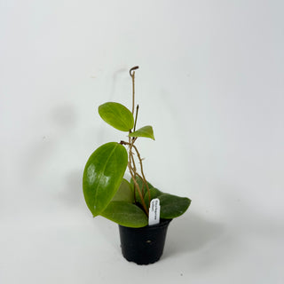 Hoya ilagorium (yellow)