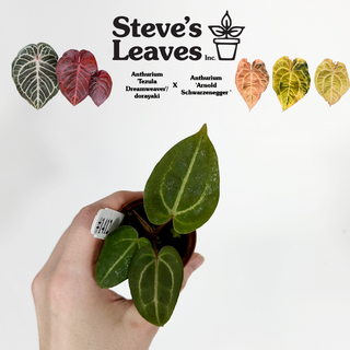 Anthurium 'Tezula Dreamweaver'/dorayaki x 'Arnold Schwarzenegger' - Seedling [#1412]