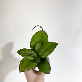 Hoya 'Priktai’ [#2028]