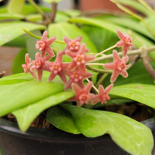 Hoya camphorifolia