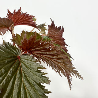 Begonia serratipetala 'Miri' [#2059]