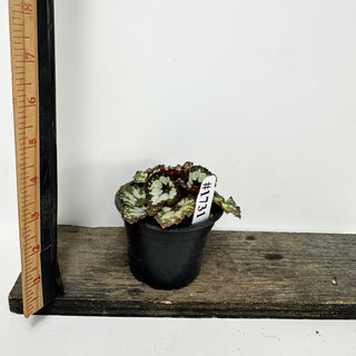 Begonia 'Dolce Vita' [#1731]