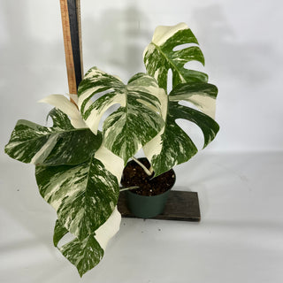 Z-4521 - Monstera deliciosa var. borsigiana albo-variegata