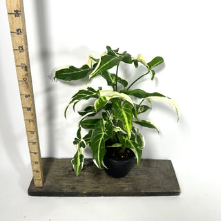 Syngonium T25 [#2164]