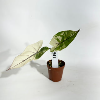 Alocasia plumbae variegata (Black Stem) [#1941]
