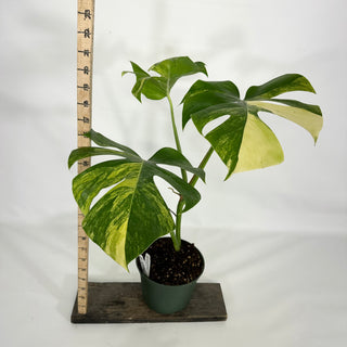 Z-4596 - Monstera deliciosa 'Marmorata'