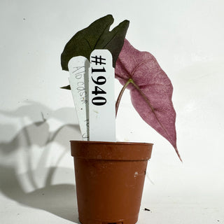 Alocasia 'Polly' (pink mint) [#1940]