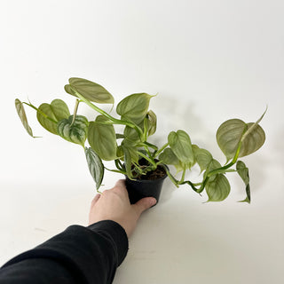 Z-5226 - Philodendron aff. brandtianum