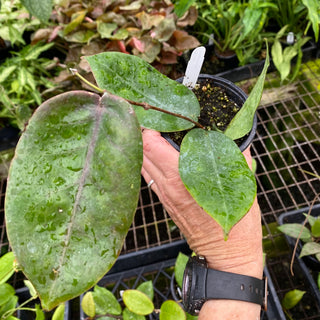 Hoya megalaster
