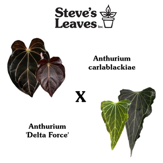 Anthurium carlablackiae x 'Delta Force' - Seedling [#1483]