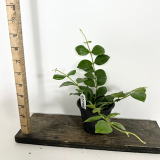 Hoya aeschynanthoides [#2298]