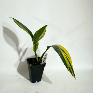 Z-5067 - Scindapsus coriaceus variegated