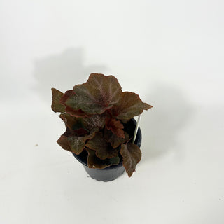 Begonia 'Robin' [#2050]