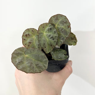 Begonia wiformis (silver form) [#2376]