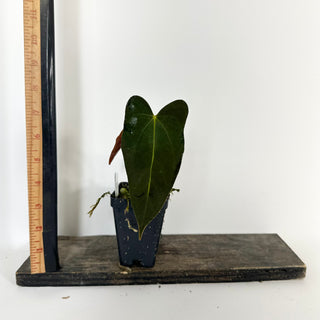Anthurium indo portillae x papillilaminum SL #1 [#2081]