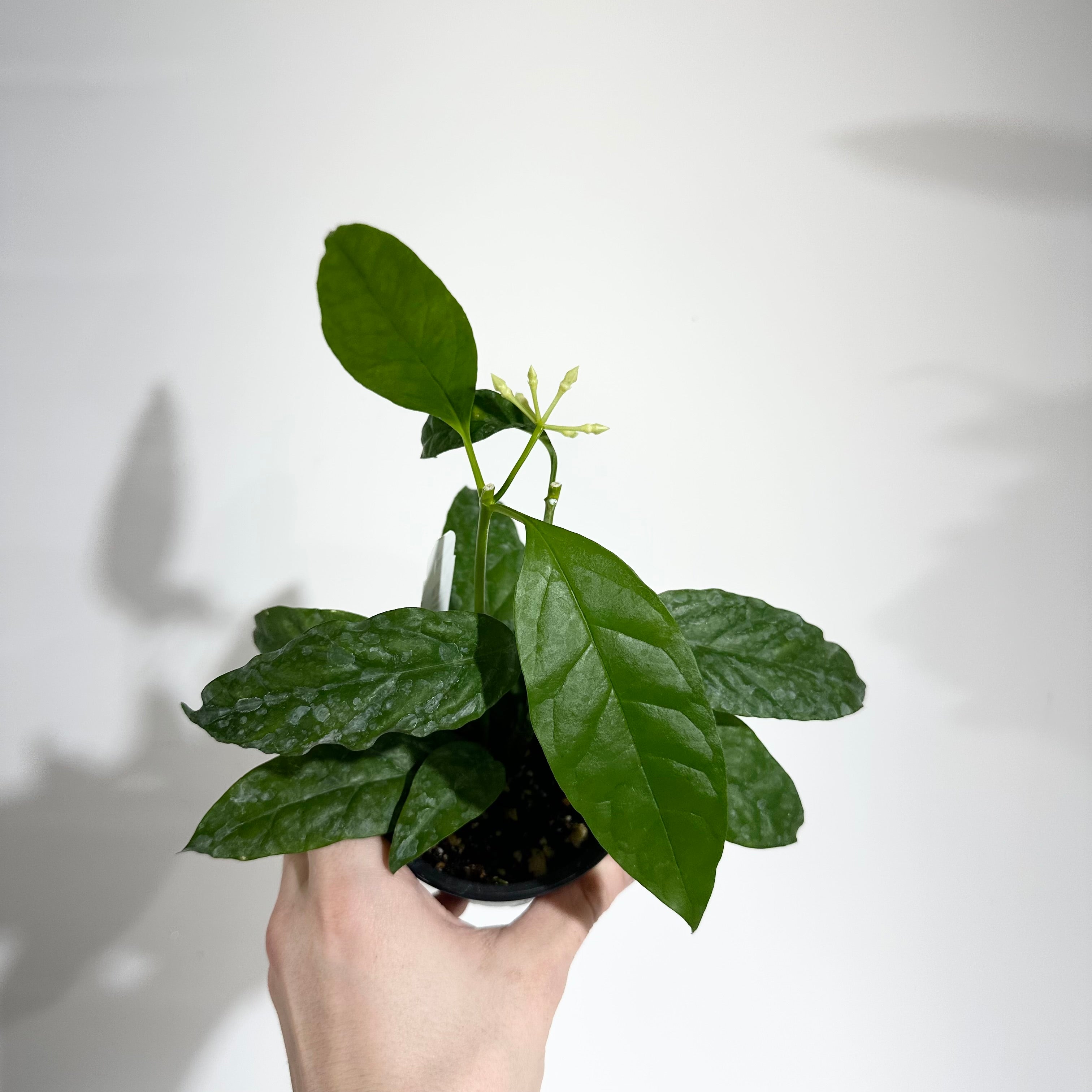 E55ACADB-3598-4B8A-9921-