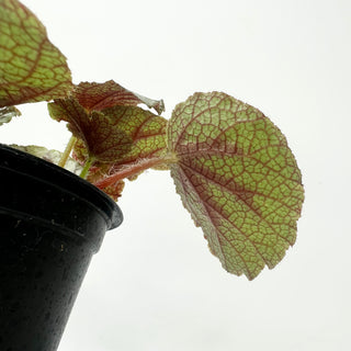 Begonia lanternaria [#2008]